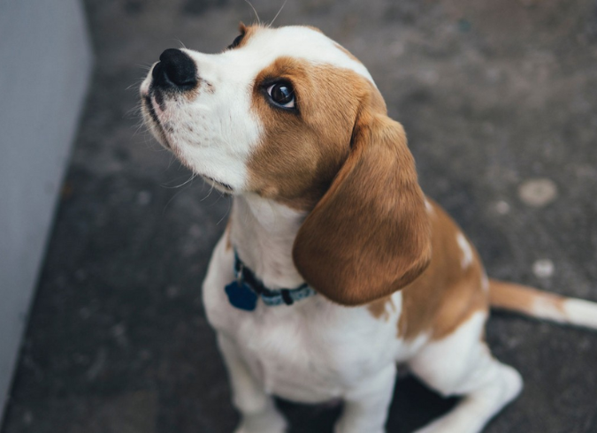 One Greenway - Boston, MA - dog 